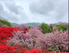 전주 완산공원 꽃동산, 화사한 봄꽃의 유혹에 상춘객 몰려