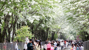 전주 팔복동 철길, 5월 12일까지 주말·공휴일 한시적 개방