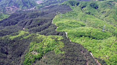 “산불” 전화위복(轉禍爲福) 어떻게 해야 하나 [환경탐사기획 3회]