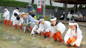 '전통 손모내기' 체험 나선  꼬마 농부들
