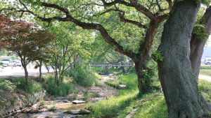 고창군, ‘왕버들숲’·‘비격진천뢰’ 국가지정 유산 승격 용역