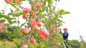 ‘아삭아삭’ 산청 황매산골 햇사과 본격 출하
