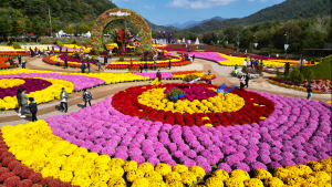인제 가을꽃축제, 29일 용대리 일원서 개막