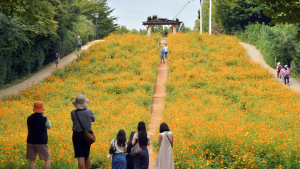 노랑코스모스와 함께 “가을이 왔다”