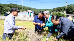 벼 병충해인 벼멸구 확산…의령군 2억3천만원 예산 긴급 투입