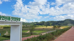 함안 악양둑방 가을꽃 경관단지 운영 조기 종료