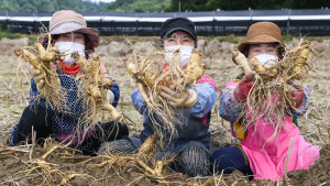 ‘2024경북영주 풍기인삼축제’ D-1...“최고 건강축제 만들 것”
