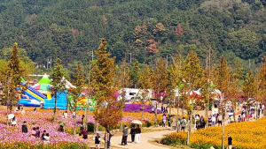 의령 기강나루 가을꽃 절정