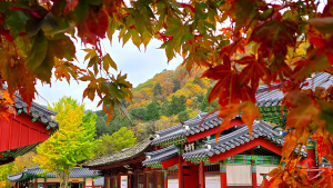 울긋불긋 단풍 내려앉은 백담사…'만추의 정취' 물씬[쿠키포토]
