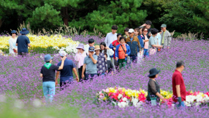 인제 가을꽃축제 25만명 찾았다…경제효과 229억원 창출