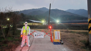 전남 2번째 ‘AI’ 강진 육용오리농장서 발생