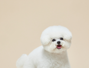 LG생활건강, 강아지 발씻자 ‘티슈형’ 출시