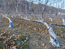 경북농기원, 한파에 따른 농작물 및 농업시설물 관리 철저 당부