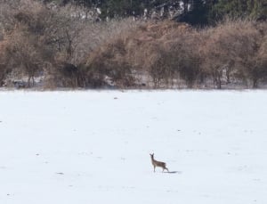 설원의 노루