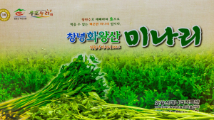 창녕 화왕산 미나리, 본격 출하 시작