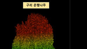 구리시, '아천동 은행나무' 실제 수령 931년 확인