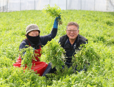 고랭지 지하암반수로 재배한 청정 밭미나리 수확