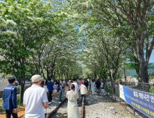 전주 팔복동 철길, 이팝나무꽃 개화기 전면 개방