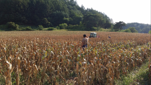 영월군, 전국 최대 '밭작물 채종단지' 운영…농가소득↑