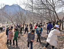 정선동강할미꽃 축제 오는 21~23일 개최