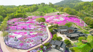 “4월 3만㎡ 규모 꽃잔디 수놓은 생초면” 제6회 산청 생초국제조각공원 꽃잔디 축제