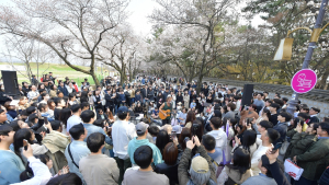 경주 대릉원 돌담길 벚꽃축제, 내달 4일 개막