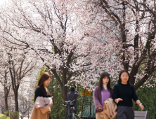 안양천 ‘벚꽃길’ 따라 포근한 날씨 즐기는 시민들 [쿠키포토]