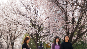 안양천 ‘벚꽃길’ 따라 포근한 날씨 즐기는 시민들 [쿠키포토]
