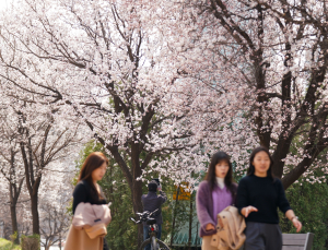안양천 ‘벚꽃길’ 따라 포근한 날씨 즐기는 시민들 [쿠키포토]