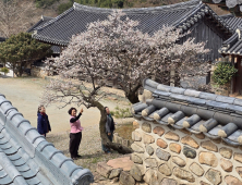 초의가 사랑한 매화 ‘대흥매’ 만개
