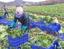 배추·무 등 농축산물, 코로나 때보다 27% 가격 상승