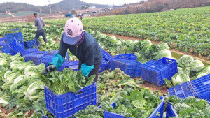 배추·무 등 농축산물, 코로나 때보다 27% 가격 상승
