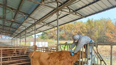 경북도, 소 럼피스킨 백신 일제 접종…22개 시군 76만두 대상