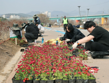 가평군,  자라섬 관광객 맞이 위해 봄꽃심어 