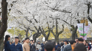 경주 대릉원 돌담길 축제 ‘성료’…사흘간 14만명 ‘방문’