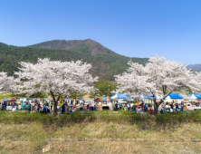 정선 북평면 벚꽃 축제 오는 12일 개막