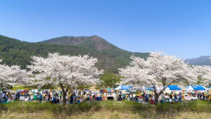 정선 북평면 벚꽃 축제 오는 12일 개막