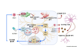 “바이러스 감염, 알츠하이머 가속화…‘ALT001’로 제어 효과”