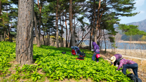인제 산나물 본격 출하…25일까지 사전예약 접수