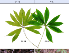 봄철 독초 섭취 사례 지속…