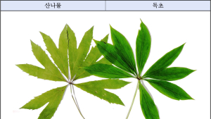 봄철 독초 섭취 사례 지속…