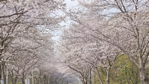 임실군, 옥정호 순환도로 벚꽃 만개···주말에 절정 전망