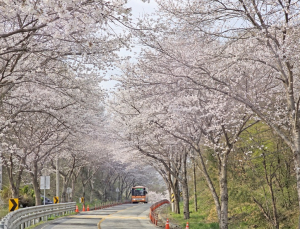 임실군, 옥정호 순환도로 벚꽃 만개···주말에 절정 전망