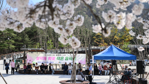 속초시 설악동, 봄의 선율과 벚꽃의 향연 그득