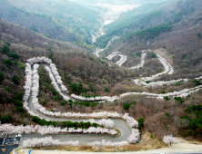 의령 자굴산 색소폰도로에서 ‘벚꽃 엔딩’