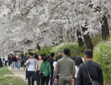 춘천 벚꽃길 명소 공치천, 연분홍 벚꽃 '절정'[쿠키포토]