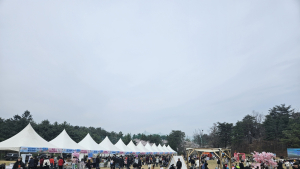 속초시 영랑호 벚꽃축제 수만명 찾아…전국규모 축제 발돋움