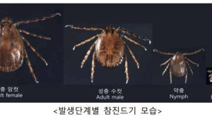 봄철 불청객 ‘참진드기’…질병청, 전국 감시 전개