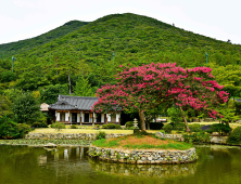 진도 운림산방 배롱나무, 산림청 ‘올해의 나무’ 선정