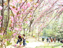 전주 완산공원 꽃동산 ‘봄꽃향기’ 주말에 절정 전망